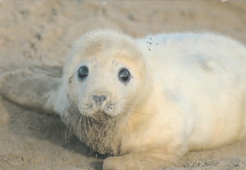 Adorable baby seal pup - adorable,