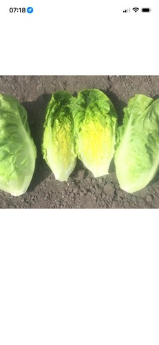 Little gem lettuce - lettuce, plug