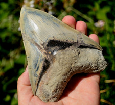 Beautiful, BIG 5.4"  Megalodon
