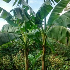 Musa Basjoo | Hardy Banana | Plug Plant