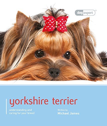 Yorkshire terrier dog - yorkshire, terrier: