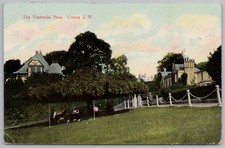 COWES Isle of Wight The Umbrella Tree Postcard, Postmarked 1908