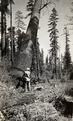 Felling tall tree - tree,