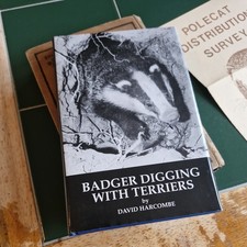 Badger Diggin With Terriers by