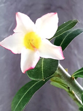 PINK /WHITE ADENIUM