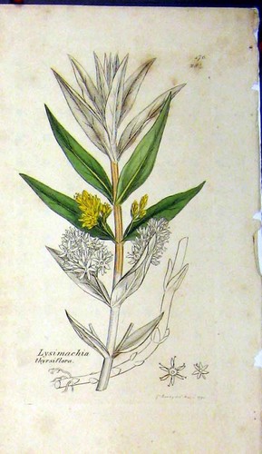 Original old antique print - antique,