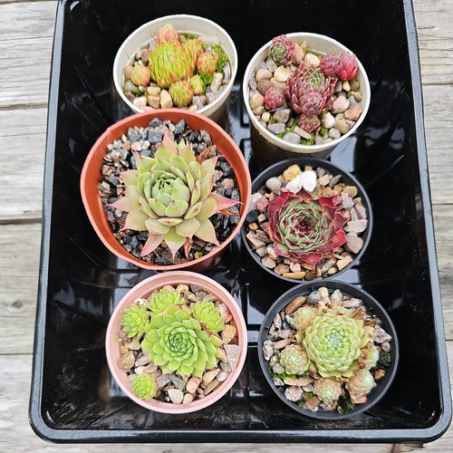 Sempervivum medium - x,