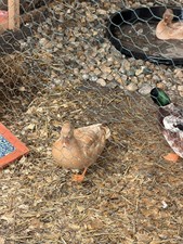 4 Call Duck Eggs- Buff X Snowy