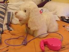 Puppy Poodle Dog Walk along -