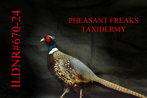 Pheasant taxidermy mount - pheasant,