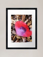 Fallen poppy petal Framed Art