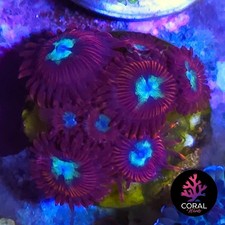 Hotshots Zoa 8 Head Colony