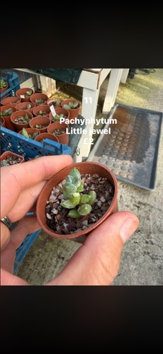 Mixed succulent any - 5, for