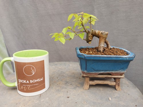 Beautiful mame zelkova - beautiful,