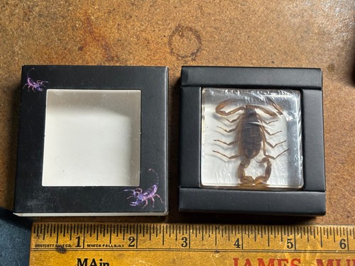 Lucite taxidermy golden - x2",
