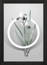 Tall bearded iris flower - bearded,