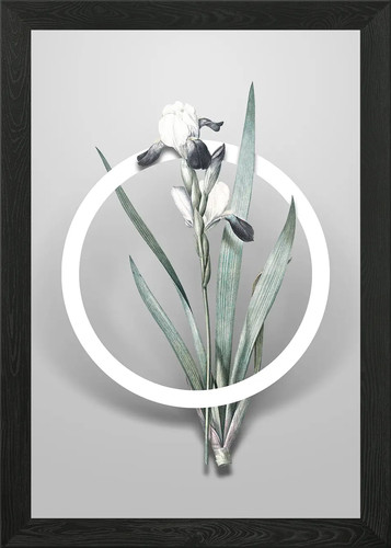 Tall bearded iris flower - bearded,