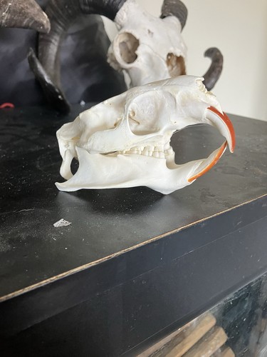 Nutria rat skull - nutria,