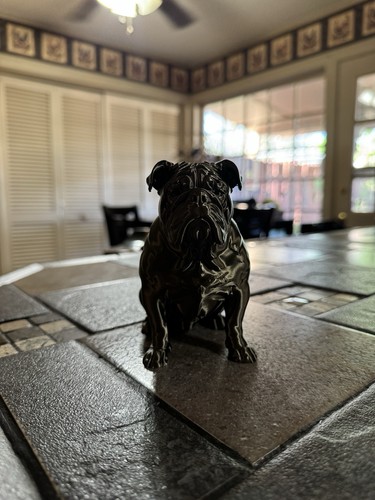 English bulldog miniature - bulldog,