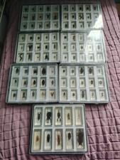 National Geographic Bugs In