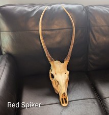 Red Deer Spiker Skulls