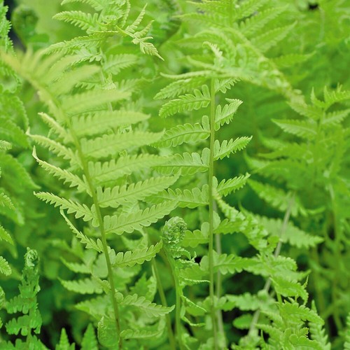 Shuttlecock fern garden - fern,