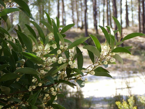 Melanoxylon acacia seeds - seeds, "