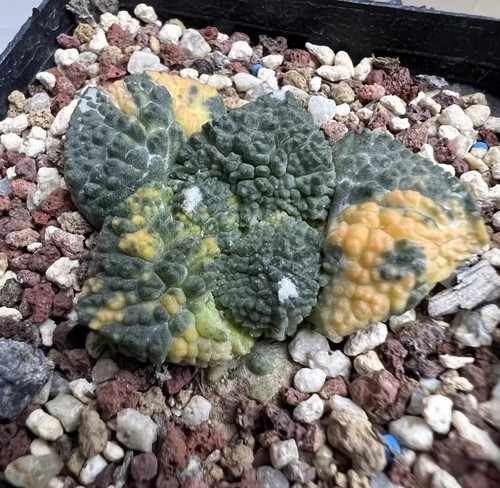 Live house plant - plant, ariocarpus