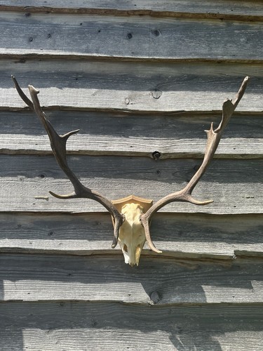 Vintage fallow buck deer skull - vintage,