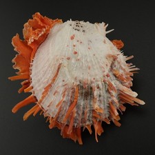 Spondylus butleri 82mm RARE OUTSTANDING SPECIMEN SEA SHELLS SEASHELLS MS0002