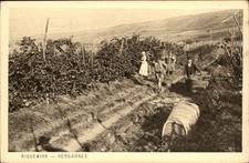 Riquewihr France Grape Farm