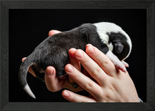 Welsh Corgi Cardigan Framed