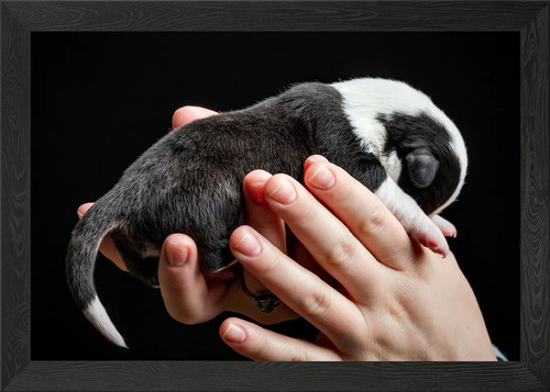 Welsh corgi cardigan - corgi, framed