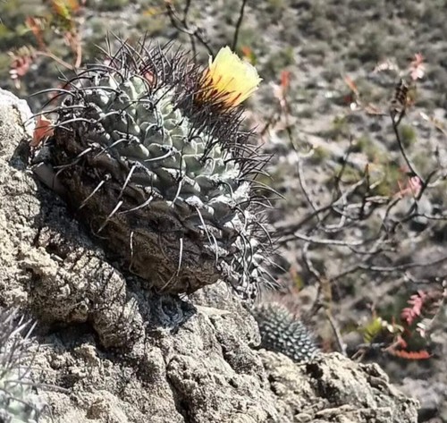 Strombocactus corregidorae - , 10