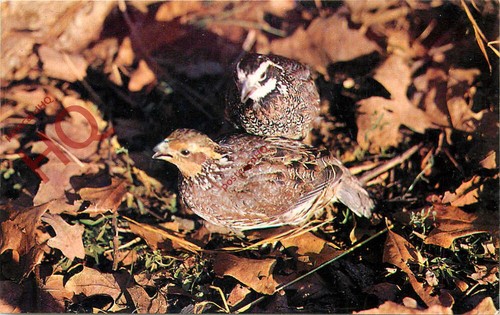 Picture postcard bobwhite - postcard_,