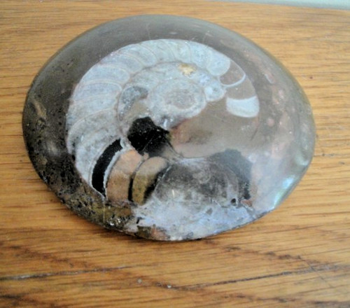 Polished fossil 210g 14cm - fossil,