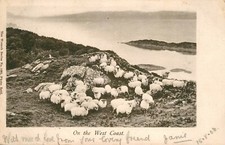 SCOTLAND ON THE WEST COAST - SHEEP - WRENCH POSTCARD 1903