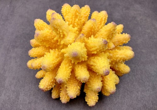 Yellow faux finger - finger, coral