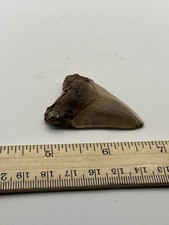 2.25” Great White Shark Tooth Fossil Lee Creek V20
