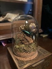 Metallic frog legged beetles