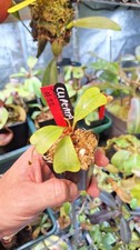 Nepenthes Clipeata Seed grown , rare pitcher plant , Sale plant 22
