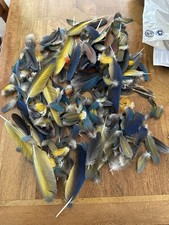 Natural Molted Parrot Feathers - Big Bundle
