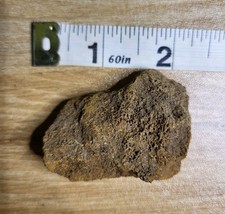 Triceratops SKULL Cretaceous