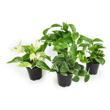 Easy Air Purifying Pothos