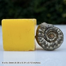 Promicroceras Golden Pyrite Ammonite Fossil Lower Lias Jurassic Coast Charmouth