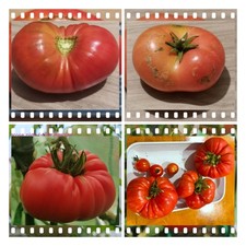 10 Qty  Giant Belgian Heritage