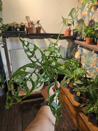 Monstera obliqua peru 10cm - monstera,
