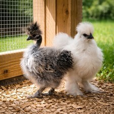 4+ Fertile Silkie Hatching