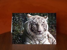 White Bengal tiger at the