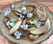 8 Rooted Pachyphytum